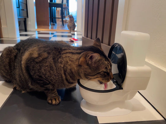 Cat Dog Toilet Water Fountain